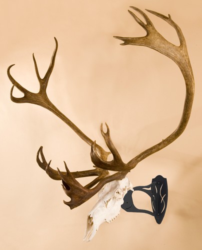 bhassyblk_mountedjpg - GunHippo