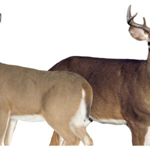 MONTANA DECOY DEER DREAM TEAM